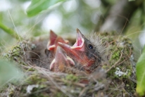 Young birds (Gieterveen, the Netherlands)